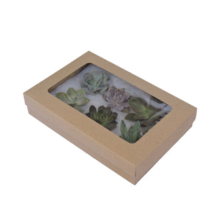 Succulent - Mini Box - Grower's Choice Assortment Green flowers - fresh-cut flowers by Bloomingmore - ideal for weddings and floral events