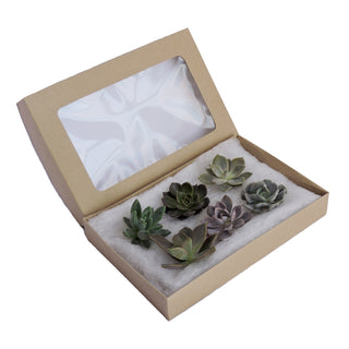 Succulent - Mini Box - Grower's Choice Assortment Green flowers - fresh-cut flowers by Bloomingmore - ideal for weddings and floral events