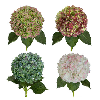 Antique Assorted Natural Jumbo Hydrangeas Antique flowers - fresh-cut flowers by Bloomingmore - ideal for weddings and floral events