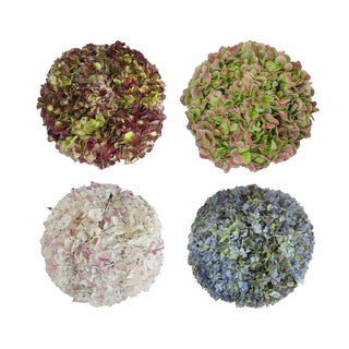 Antique Assorted Natural Jumbo Hydrangeas Antique flowers - fresh-cut flowers by Bloomingmore - ideal for weddings and floral events