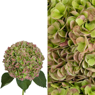 Antique Green Hydrangea Flower and Petals Combo Green flowers - fresh-cut flowers by Bloomingmore - ideal for weddings and floral events