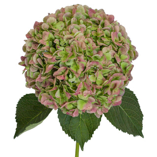 Antique Green Natural Jumbo Hydrangeas Green flowers - fresh-cut flowers by Bloomingmore - ideal for weddings and floral events