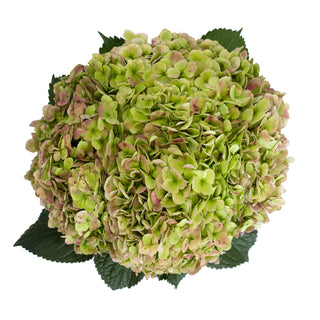 Antique Green Natural Jumbo Hydrangeas Green flowers - fresh-cut flowers by Bloomingmore - ideal for weddings and floral events