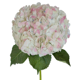 Antique Pink Natural Jumbo Hydrangeas Pink flowers - fresh-cut flowers by Bloomingmore - ideal for weddings and floral events