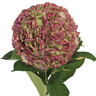 Antique Red Natural Jumbo Hydrangeas Red flowers - fresh-cut flowers by Bloomingmore - ideal for weddings and floral events