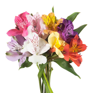 Assorted Color Alstroemeria Assorted flowers - fresh-cut flowers by Bloomingmore - ideal for weddings and floral events