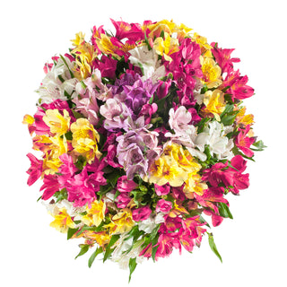 Assorted Color Alstroemeria Assorted flowers - fresh-cut flowers by Bloomingmore - ideal for weddings and floral events