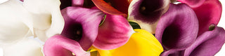 Calla Lilies