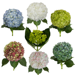 Assorted Designers Choice Hydrangeas, 26 Stems Green flowers - fresh-cut flowers by Bloomingmore - ideal for weddings and floral events
