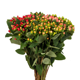 Assorted Hypericum Green flowers - fresh-cut flowers by Bloomingmore - ideal for weddings and floral events