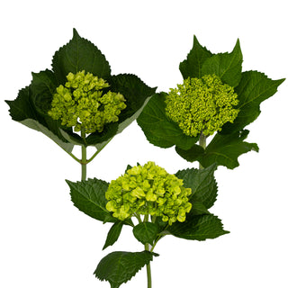 Assorted Mini Green Hydrangeas Green flowers - fresh-cut flowers by Bloomingmore - ideal for weddings and floral events