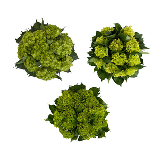 Assorted Mini Green Hydrangeas Green flowers - fresh-cut flowers by Bloomingmore - ideal for weddings and floral events