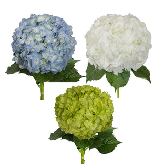 Assorted Natural Hydrangeas Assorted flowers - fresh-cut flowers by Bloomingmore - ideal for weddings and floral events