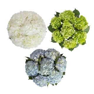 Assorted Natural Hydrangeas Assorted flowers - fresh-cut flowers by Bloomingmore - ideal for weddings and floral events