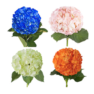 Assorted Painted Hydrangeas Assorted flowers - fresh-cut flowers by Bloomingmore - ideal for weddings and floral events