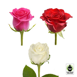 Fair Trade Natural Assorted Roses - 75 Stems Pink roses - fresh-cut roses by Bloomingmore - ideal for weddings and floral events