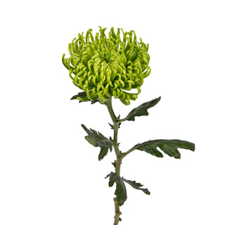 Green Natural Anastasia Spider Mums Green flowers - fresh-cut flowers by Bloomingmore - ideal for weddings and floral events