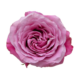 All for Love Garden Rose - 75 Stems Lavender roses - fresh-cut roses by Bloomingmore - ideal for weddings and floral events