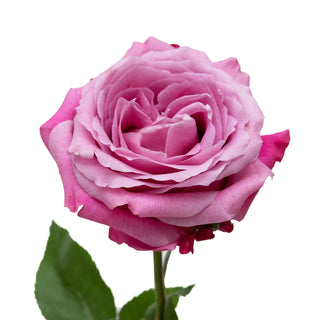 All for Love Garden Rose - 75 Stems Lavender roses - fresh-cut roses by Bloomingmore - ideal for weddings and floral events