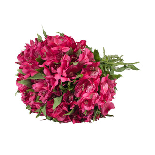 Hot Pink Alstroemeria Pink flowers - fresh-cut flowers by Bloomingmore - ideal for weddings and floral events