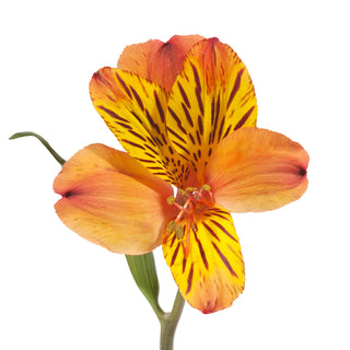 Orange Alstroemeria Orange flowers - fresh-cut flowers by Bloomingmore - ideal for weddings and floral events