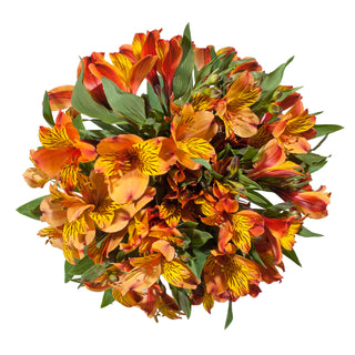 Orange Alstroemeria Orange flowers - fresh-cut flowers by Bloomingmore - ideal for weddings and floral events
