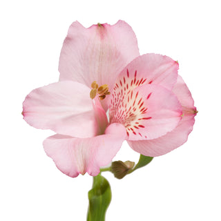 Pink Alstroemeria Pink flowers - fresh-cut flowers by Bloomingmore - ideal for weddings and floral events