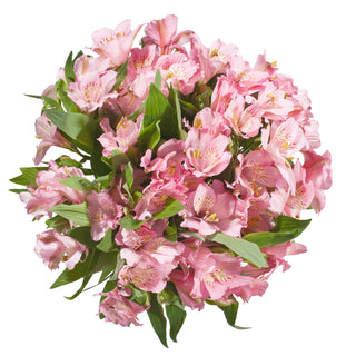 Pink Alstroemeria Pink flowers - fresh-cut flowers by Bloomingmore - ideal for weddings and floral events