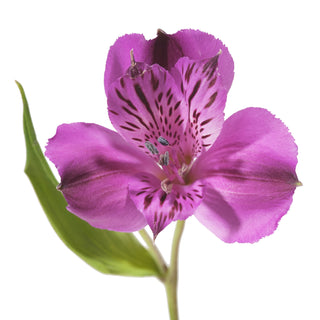 Purple Alstroemeria Purple flowers - fresh-cut flowers by Bloomingmore - ideal for weddings and floral events