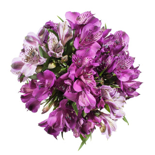 Purple Alstroemeria Purple flowers - fresh-cut flowers by Bloomingmore - ideal for weddings and floral events