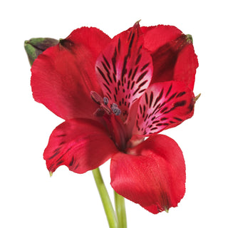 Red Alstroemeria Red flowers - fresh-cut flowers by Bloomingmore - ideal for weddings and floral events