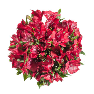 Red Alstroemeria Red flowers - fresh-cut flowers by Bloomingmore - ideal for weddings and floral events