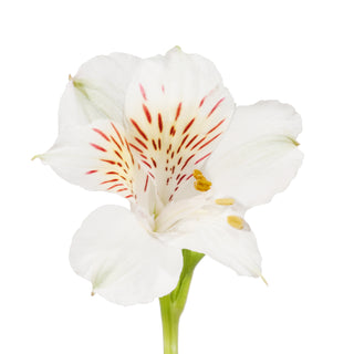 White Alstroemeria White flowers - fresh-cut flowers by Bloomingmore - ideal for weddings and floral events
