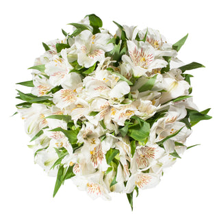White Alstroemeria White flowers - fresh-cut flowers by Bloomingmore - ideal for weddings and floral events