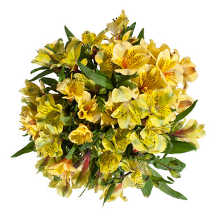 Yellow Alstroemeria Yellow flowers - fresh-cut flowers by Bloomingmore - ideal for weddings and floral events