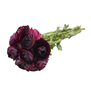 Burgundy Ranunculus Burgundy flowers - fresh-cut flowers by Bloomingmore - ideal for weddings and floral events