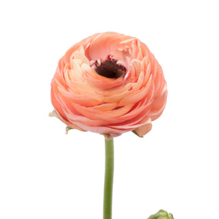 Coral Ranunculus Coral flowers - fresh-cut flowers by Bloomingmore - ideal for weddings and floral events
