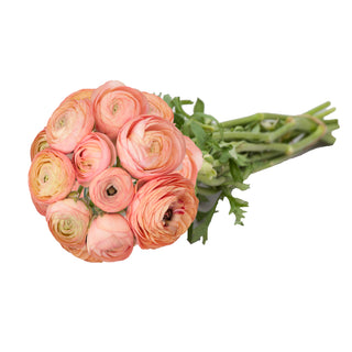Coral Ranunculus Coral flowers - fresh-cut flowers by Bloomingmore - ideal for weddings and floral events