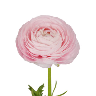 Light Pink Ranunculus Pink flowers - fresh-cut flowers by Bloomingmore - ideal for weddings and floral events