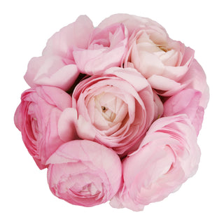 Light Pink Ranunculus Pink flowers - fresh-cut flowers by Bloomingmore - ideal for weddings and floral events