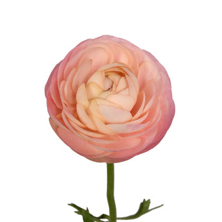 Peach Ranunculus Peach flowers - fresh-cut flowers by Bloomingmore - ideal for weddings and floral events