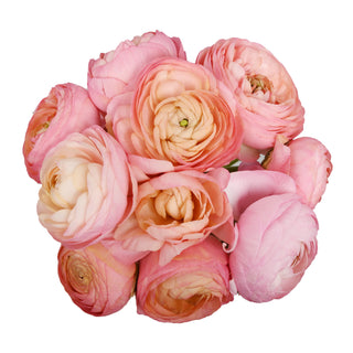 Peach Ranunculus Peach flowers - fresh-cut flowers by Bloomingmore - ideal for weddings and floral events