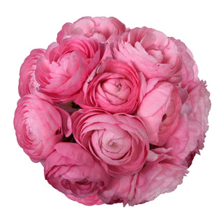 Pink Ranunculus Pink flowers - fresh-cut flowers by Bloomingmore - ideal for weddings and floral events