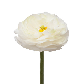 Ranunculus White White flowers - fresh-cut flowers by Bloomingmore - ideal for weddings and floral events