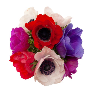 Assorted Anemones Assorted flowers - fresh-cut flowers by Bloomingmore - ideal for weddings and floral events