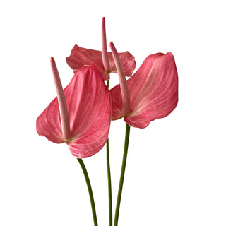 Anthurium Pink Large Pink flowers - fresh-cut flowers by Bloomingmore - ideal for weddings and floral events