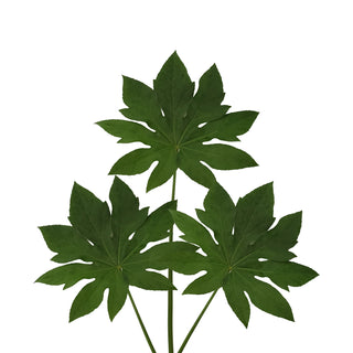 Aralia Green flowers - fresh-cut flowers by Bloomingmore - ideal for weddings and floral events