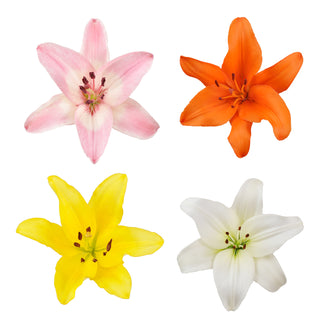 Assorted L.A Hybrid Lilies Assorted flowers - fresh-cut flowers by Bloomingmore - ideal for weddings and floral events