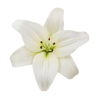 White LA Hybrid Lilies White flowers - fresh-cut flowers by Bloomingmore - ideal for weddings and floral events