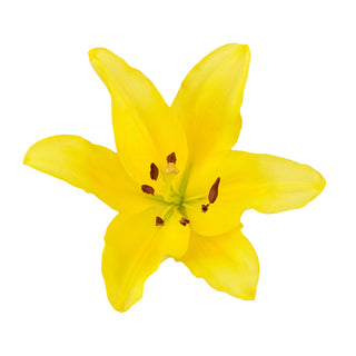 Yellow LA Hybrid Lilies Yellow flowers - fresh-cut flowers by Bloomingmore - ideal for weddings and floral events